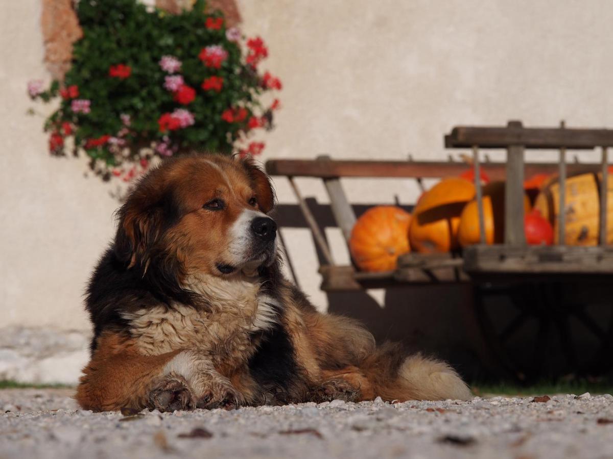 Farm stay Tourist Farm Senkova Domacija Zgornje Jezersko