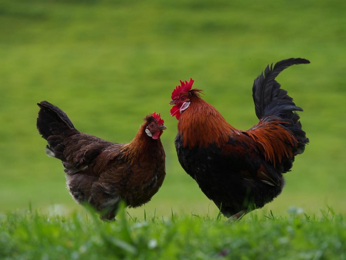 Tourist Farm Senkova Domacija Farm stay