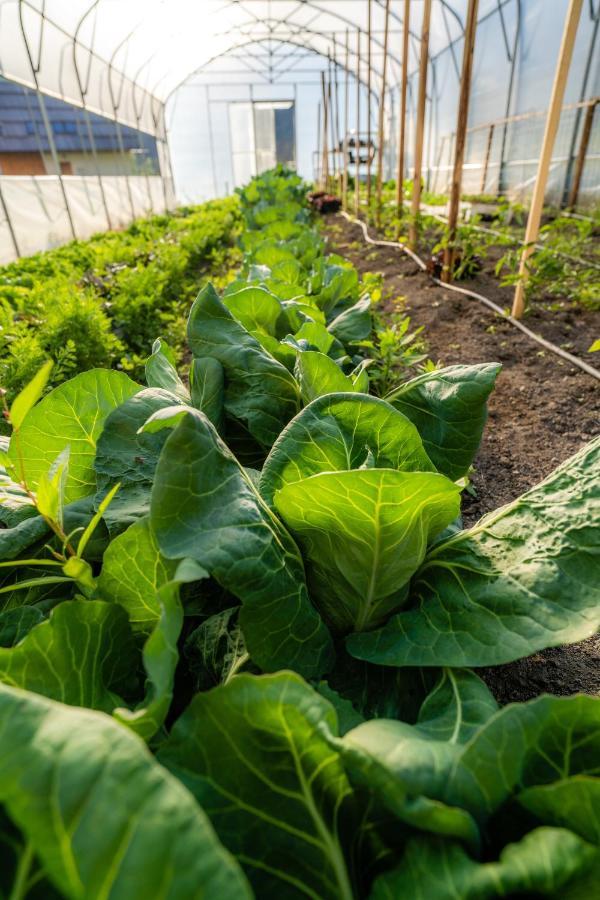 Farm stay Tourist Farm Senkova Domacija