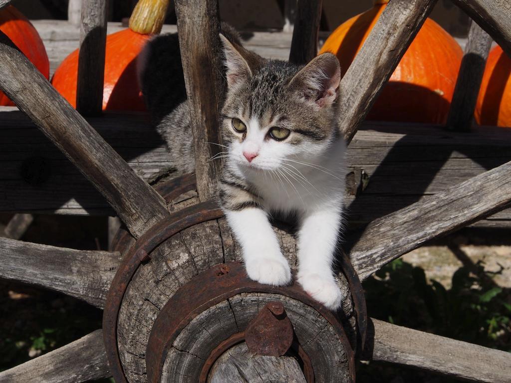 Tourist Farm Senkova Domacija * Zgornje Jezersko